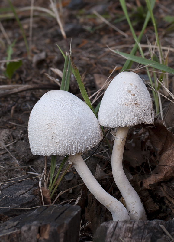 Leucocoprinus cepistipes